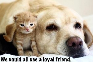 Loyal Friends