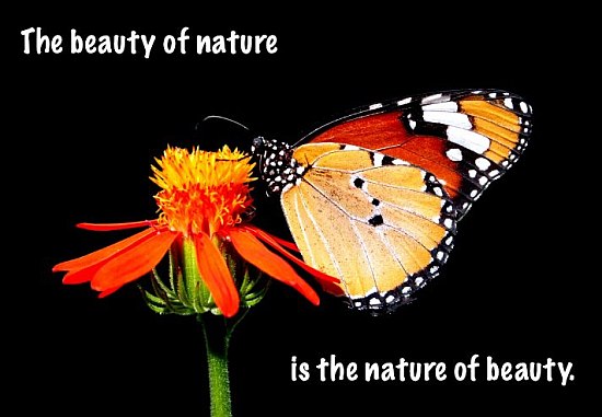 The Beauty Of Nature