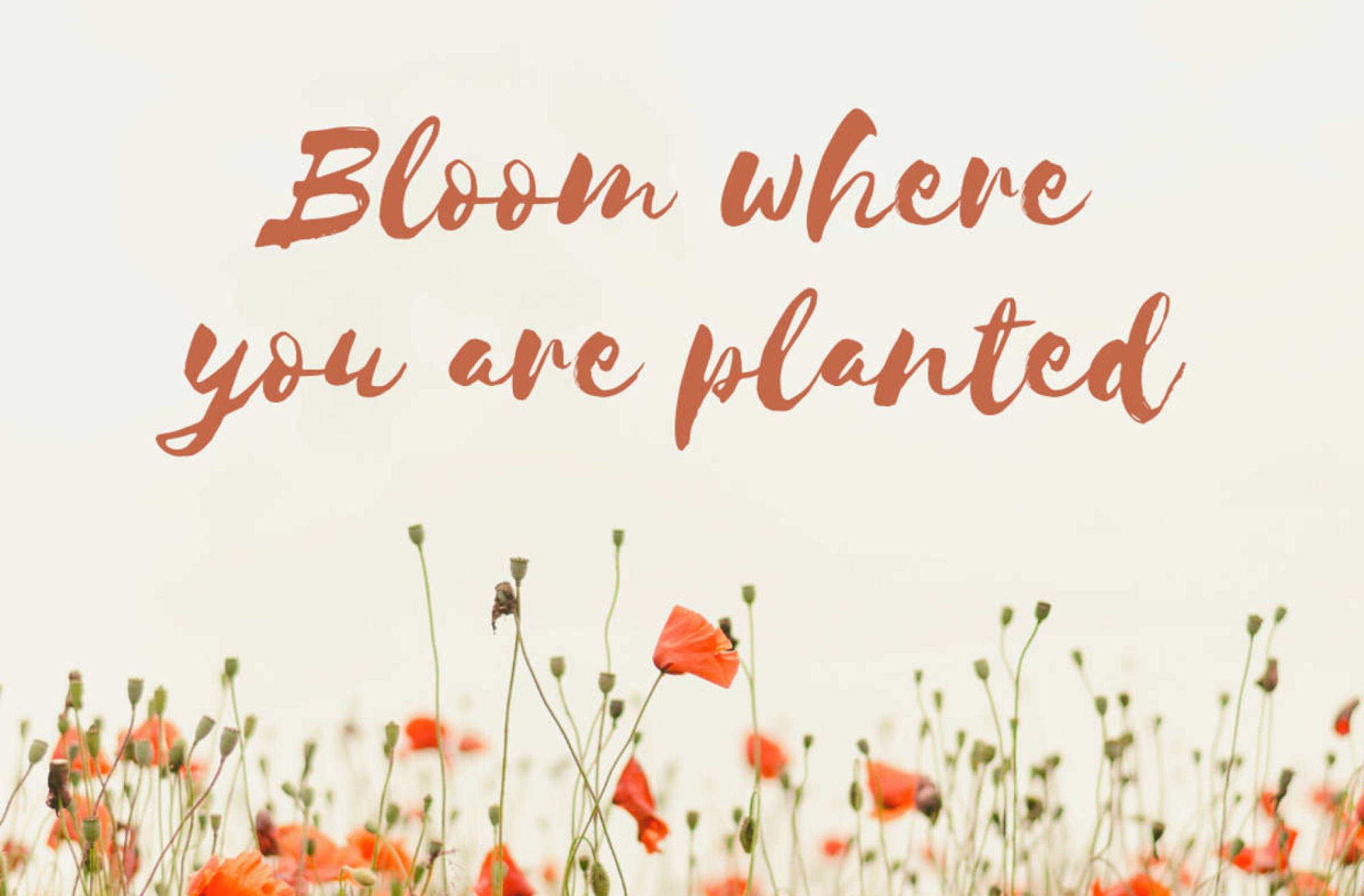 bloom where you are planted